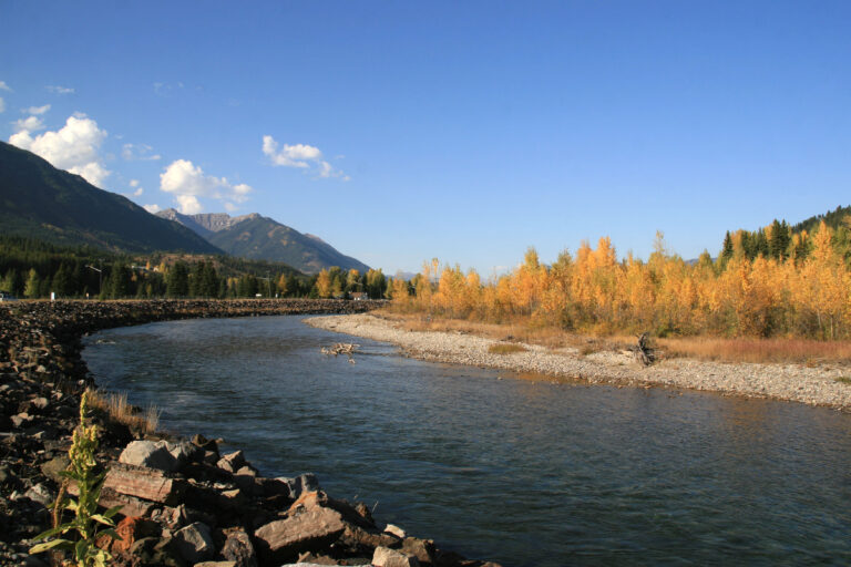 A bend in the Elk River, lined with small boulders and a pebble beach. It is a bright fall day with blue sky and golden larches in the forests. Large mountains sit behind the river.